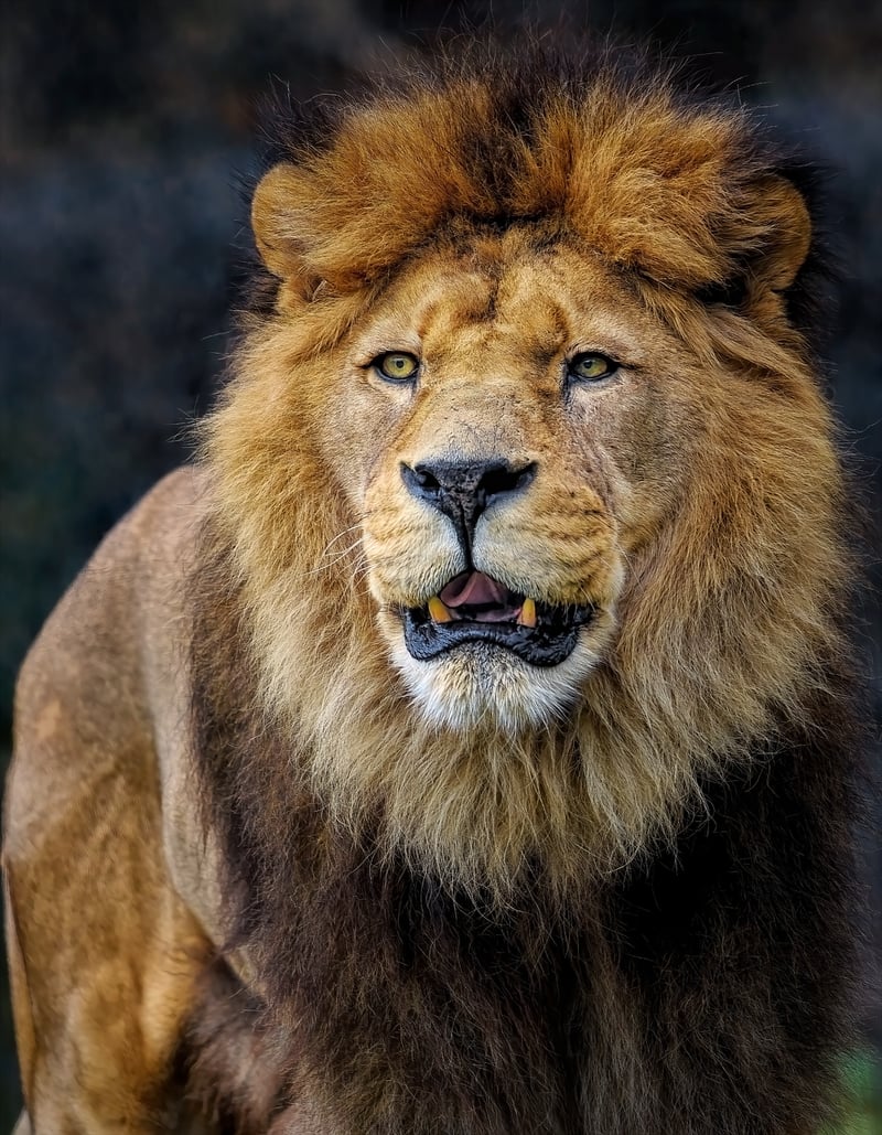 Leo Fashion