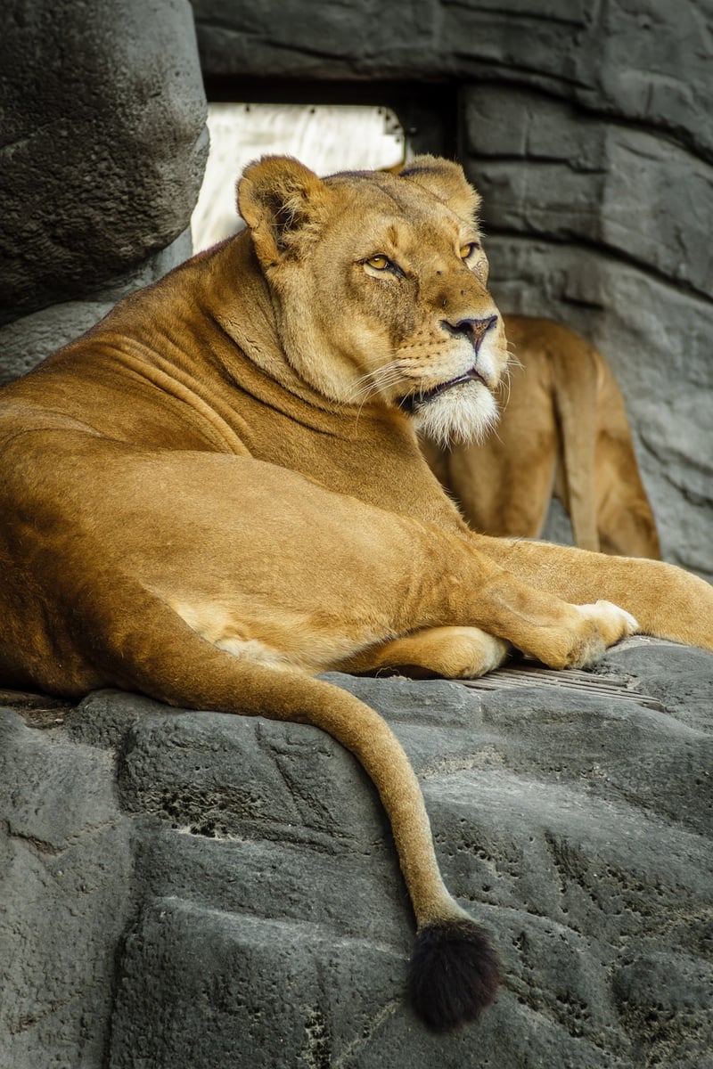 Leo Zodiac Sign